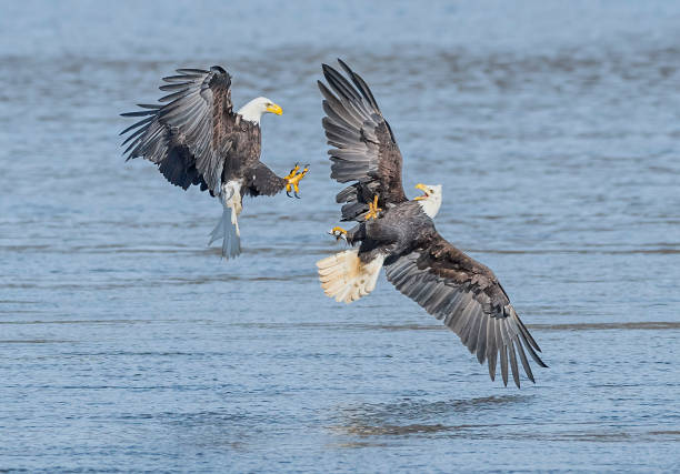 The Spiritual Meanings of Two Eagles Flying Together - Life is Spirituality